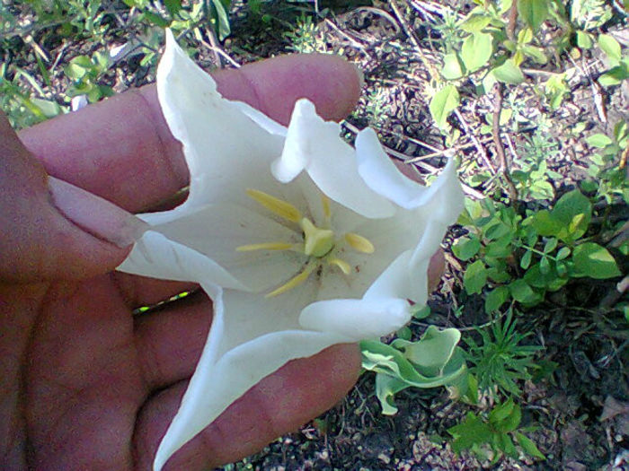 Fotogr.1055