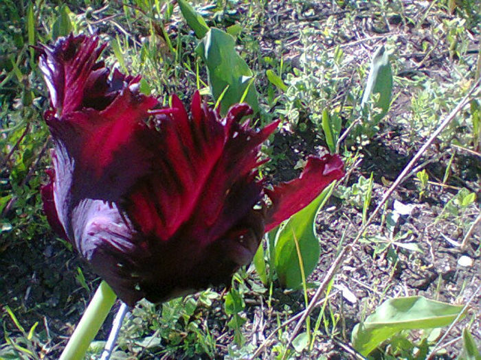 Fotogr.1057