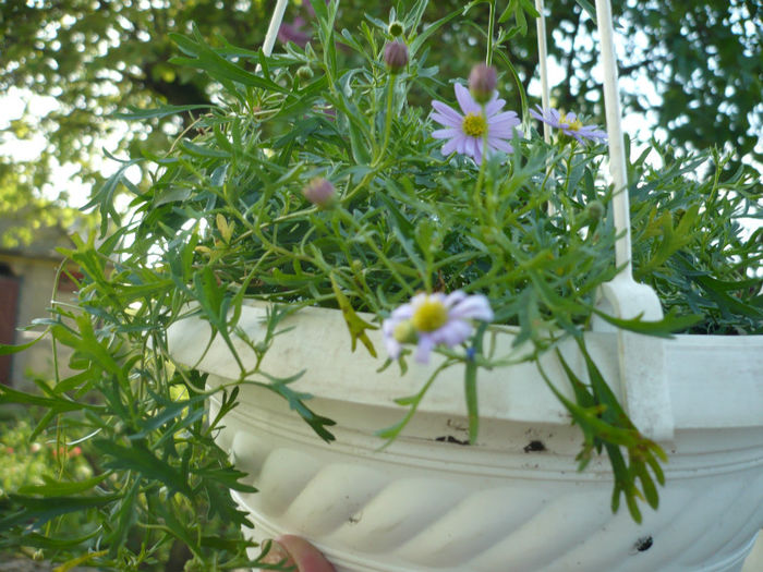 P1020986; FELICIA !!!
