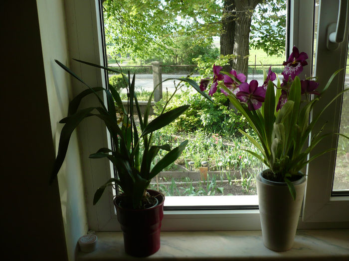 P1020992; SI CEA ROZ TOT DE LA SOT
