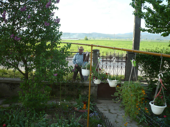 P1020997; VECINUL admirand florile !!!!!!!
