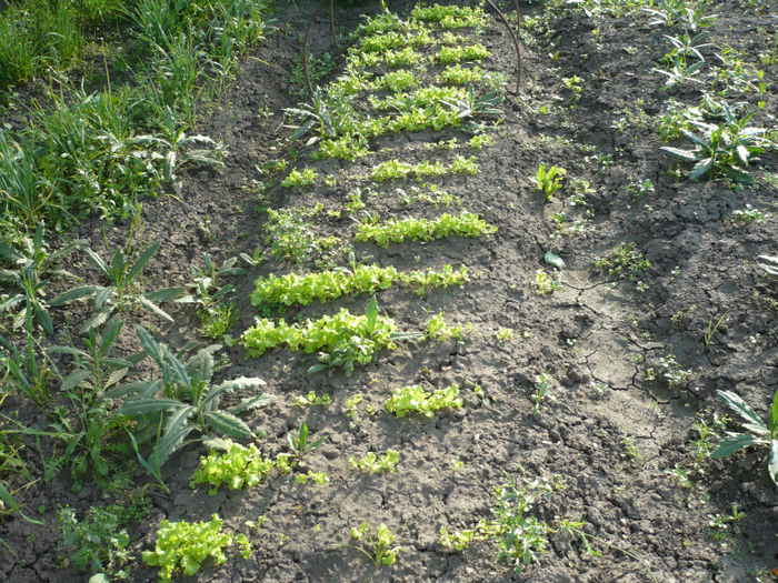 P1030002; CULTURA DE SALATA !!! e turbata sta pe loc
