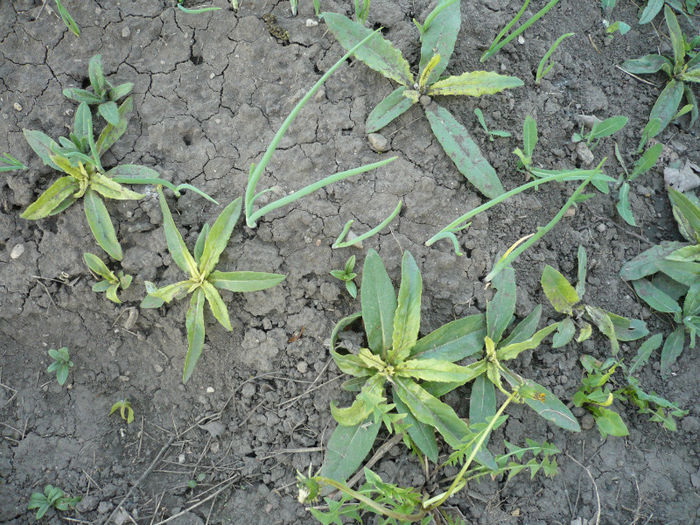 P1030003; Cultura intensiva de scai in ceapa ,e pensulat fiecare cu ierbicid ,astept rezultatele!!!
