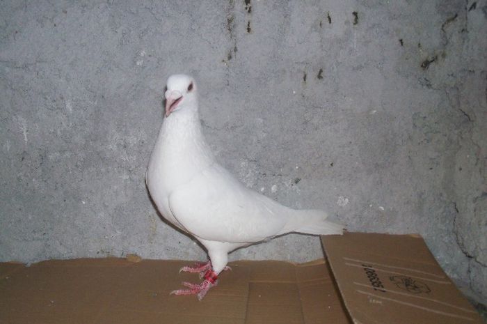 Copy (3) of porumbeii mei 2013 001