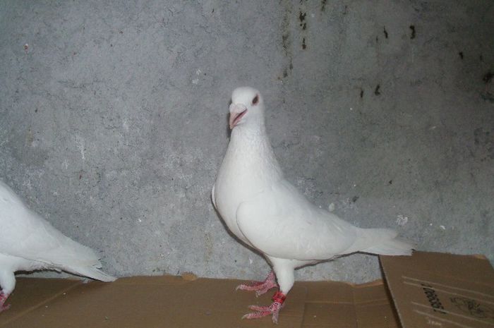 Copy (3) of porumbeii mei 2013 002