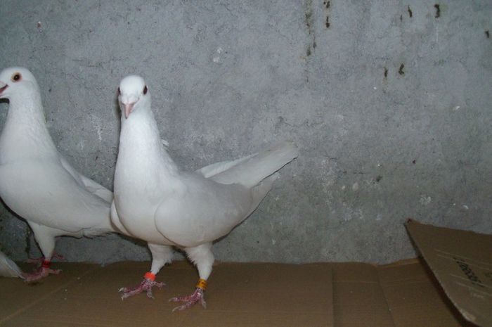 Copy (3) of porumbeii mei 2013 003