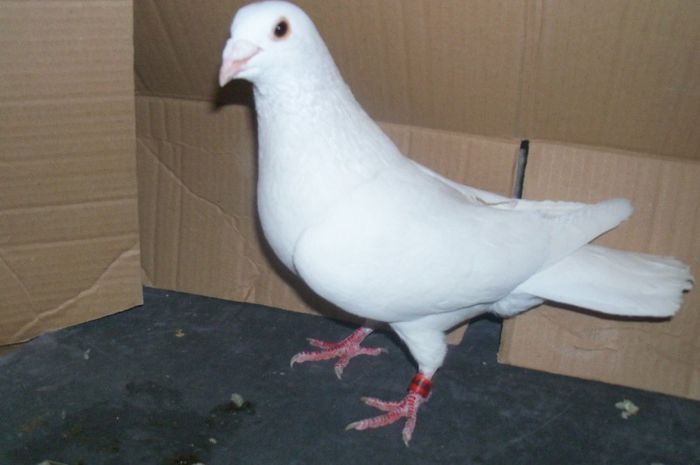 Copy (3) of porumbeii mei 2013 047