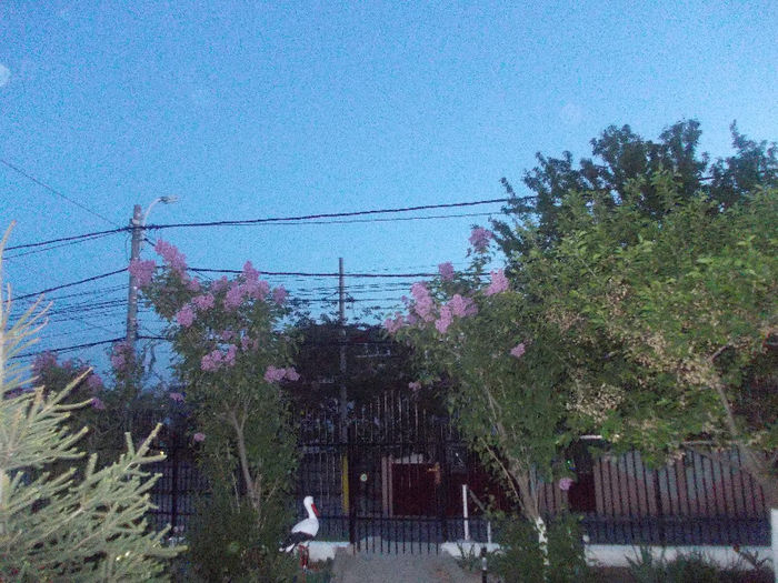 DSCN8349_3818 - Curtea si gradina