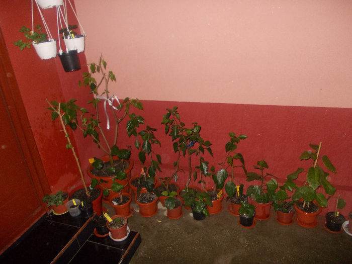 DSCN8367_3836 - Florile mele