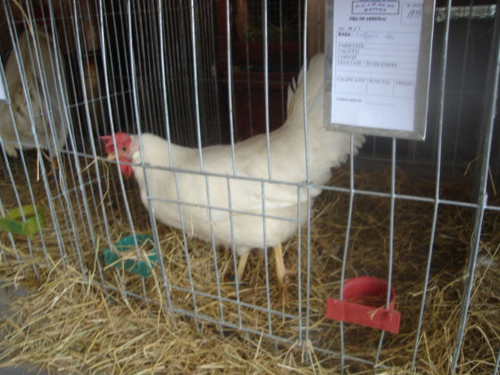 Leghorn (2)