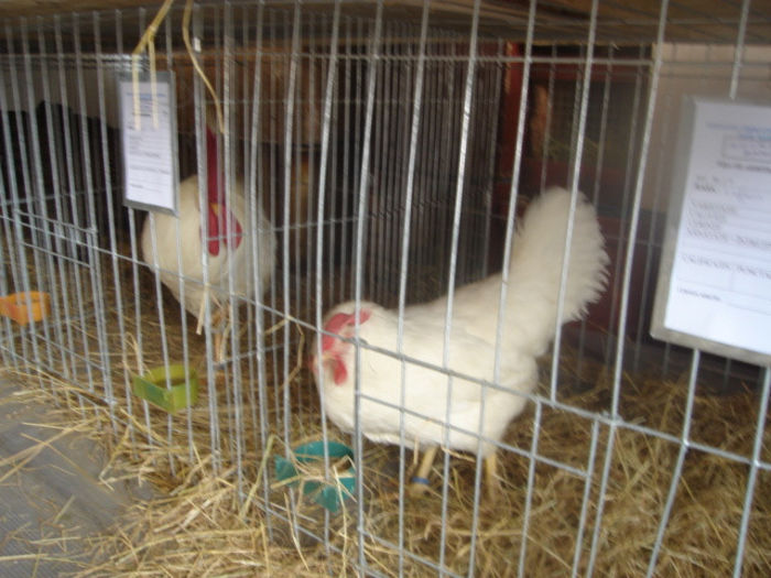 Leghorn (3)