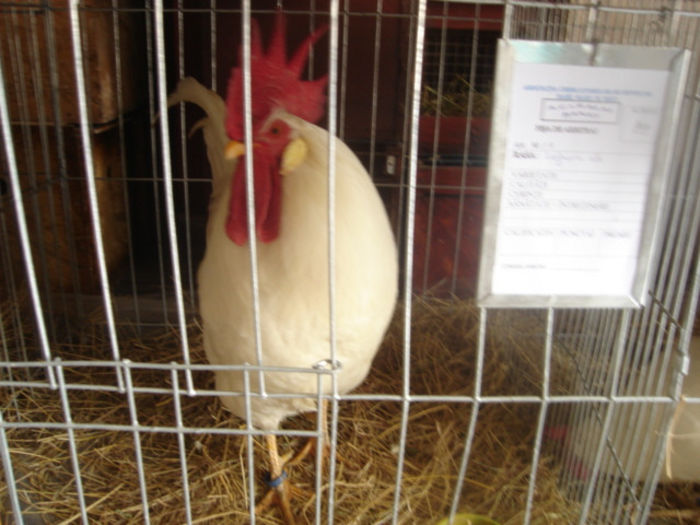 Leghorn (4)