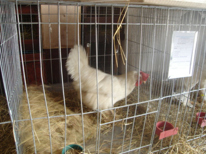 Leghorn (6) - Expo Banatim 2013