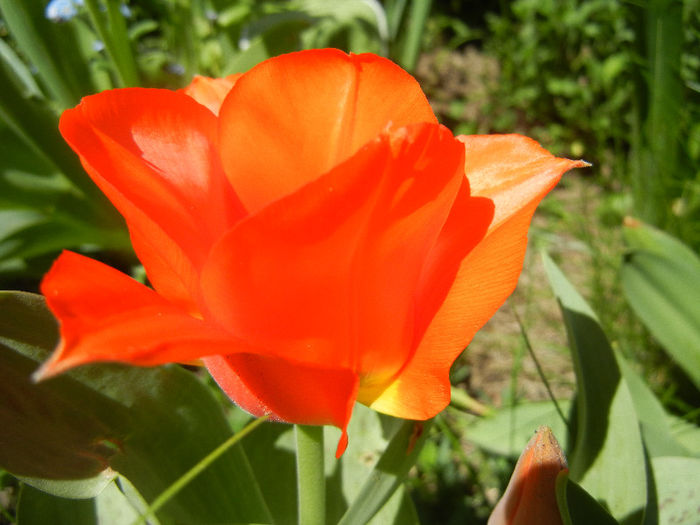 Tulipa Tangerine Beauty (2013, April 26) - Tulipa Tangerine Beauty