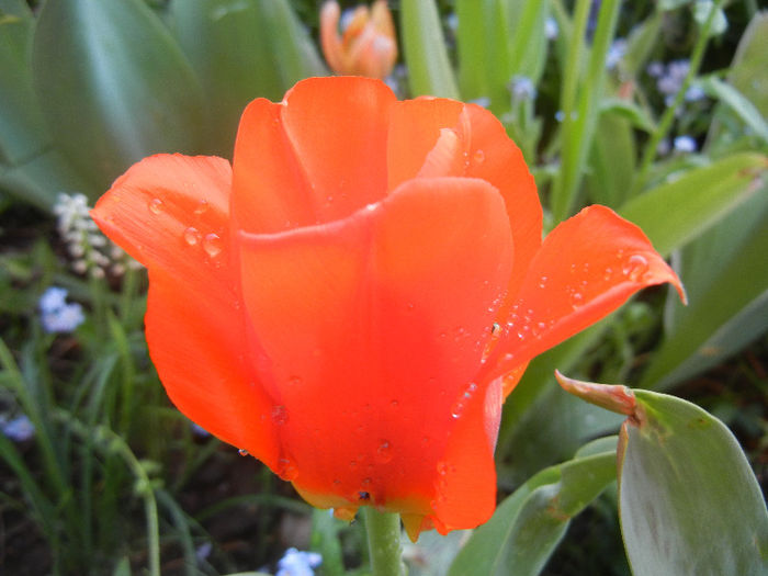 Tulipa Tangerine Beauty (2013, April 27) - Tulipa Tangerine Beauty