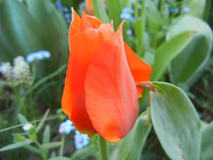 Tulipa Tangerine Beauty (2013, April 27) - Tulipa Tangerine Beauty