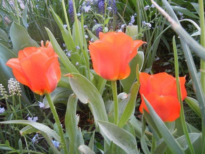 Tulipa Tangerine Beauty (2013, April 27) - Tulipa Tangerine Beauty