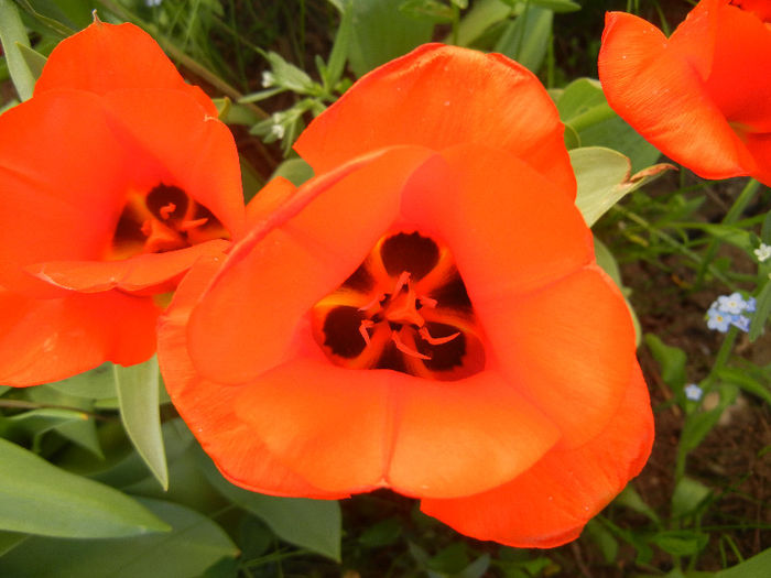 Tulipa Tangerine Beauty (2013, April 28) - Tulipa Tangerine Beauty