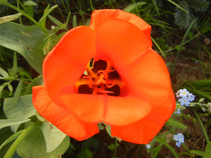 Tulipa Tangerine Beauty (2013, April 28)