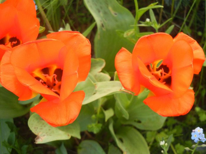 Tulipa Tangerine Beauty (2013, April 28) - Tulipa Tangerine Beauty