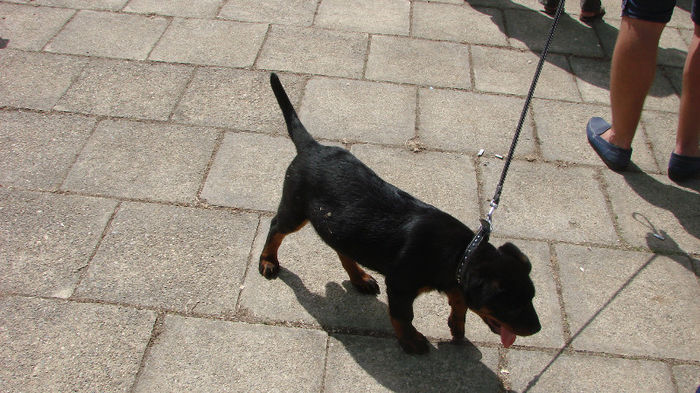 DSC02775; pui rottweiler
