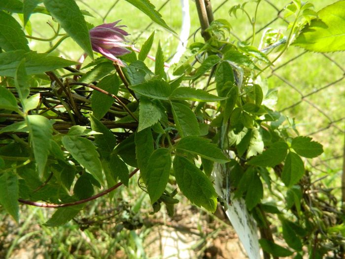 Alpina Constance comanda clematite; Plantata la sfarsitul lui martie 2013
