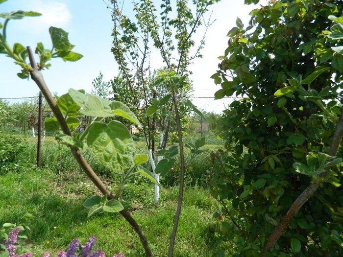 Paulownia mare ( 1 ); Pom obtinut dintr-o crenguta puasa in apa 3 saptamani si apoi in pamant,in 2010.
