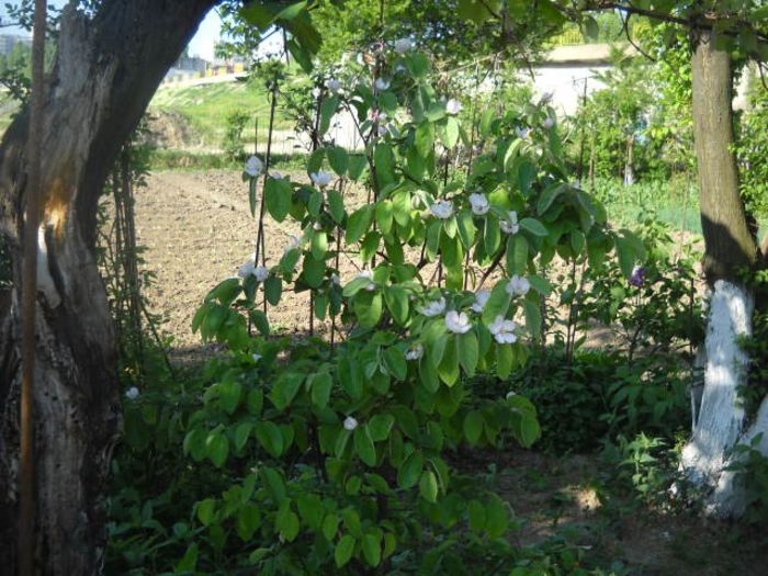 gutui