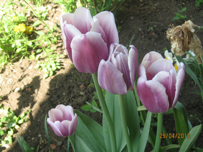 IMG_0230 - 1Gradina mea-2013