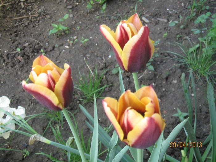 IMG_0231 - 1Gradina mea-2013