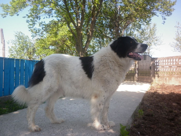 P1030553 - 1_Bianca de Mihailesti