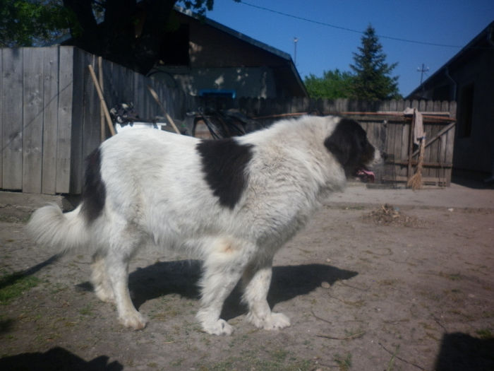 P1030546 - 1_Bianca de Mihailesti