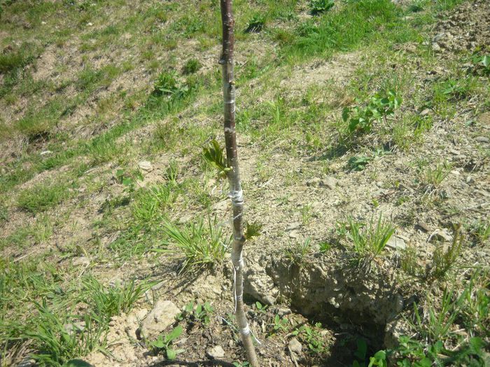 P1040626; ciresi plantati in primavara si altoiti
