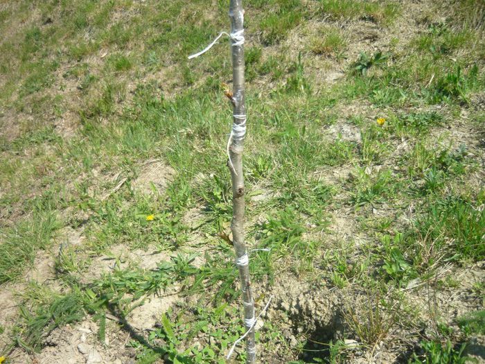 P1040627; plantat in primavara  cires si altoit
