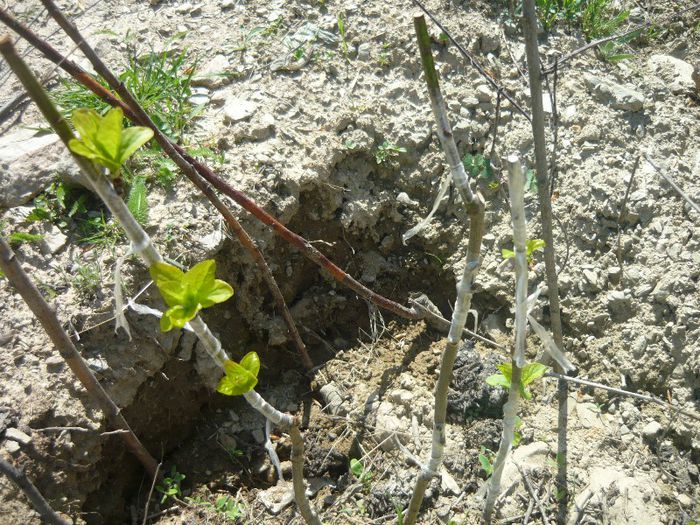 P1040616; 2 soiuri de prune grase coacere esalonata si cais in mijloc plantat in primavara
