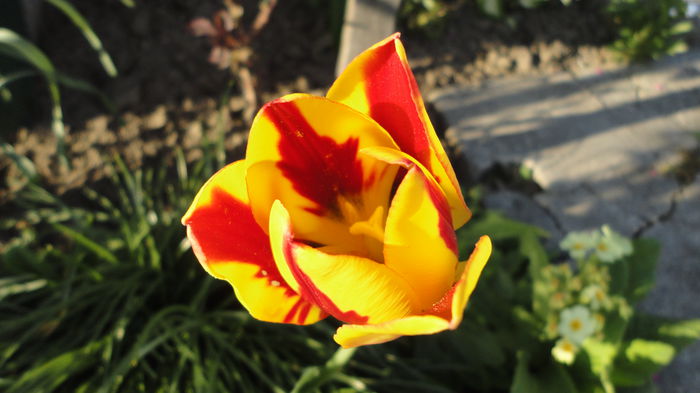 DSC06385