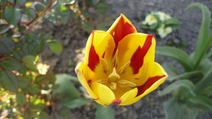 DSC06390
