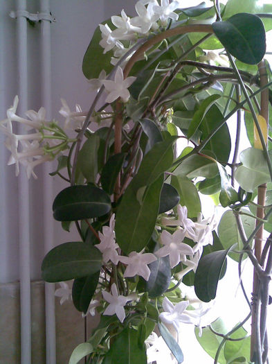 Stephanotis