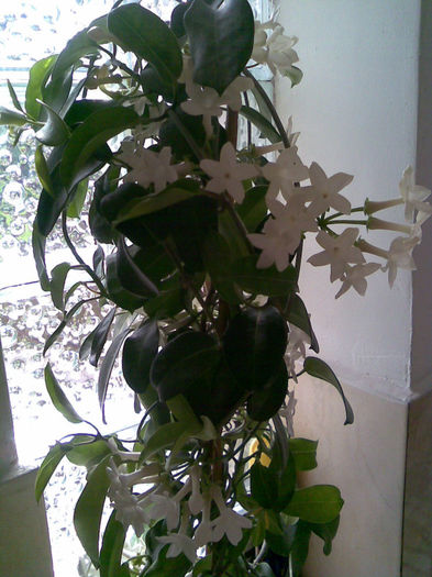 mi-ar fi placut sa-l vada si mama