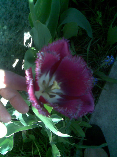 lalele pentru mama mea