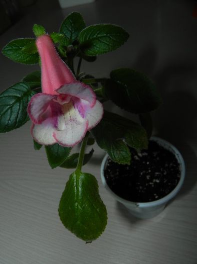 Sinningia Amanda`s Penny - Sinningia