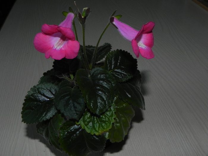  - Sinningia