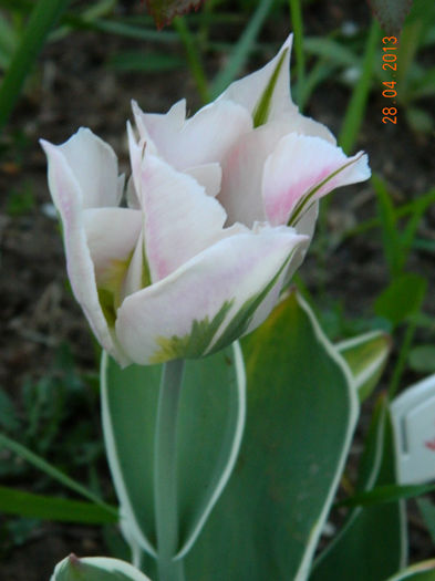 009