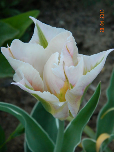 013