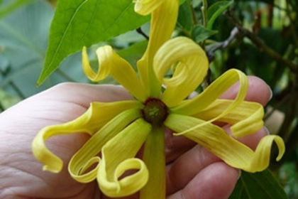 floarea de ylang-ylang - SAPUN NATURAL POLEN DE FLORI-YLANG YLANG