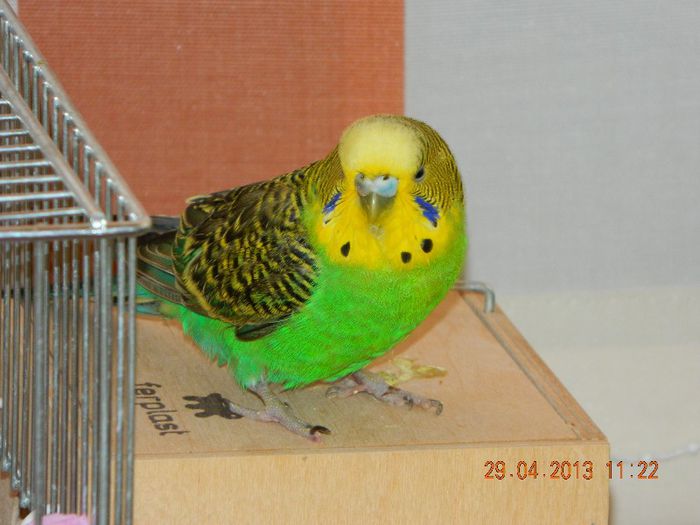 DSCN2343 - Nimfe Agapornis Cantatori si Perusi