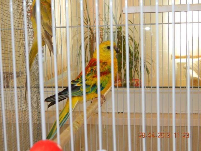 pereche cantatori... - Nimfe Agapornis Cantatori si Perusi