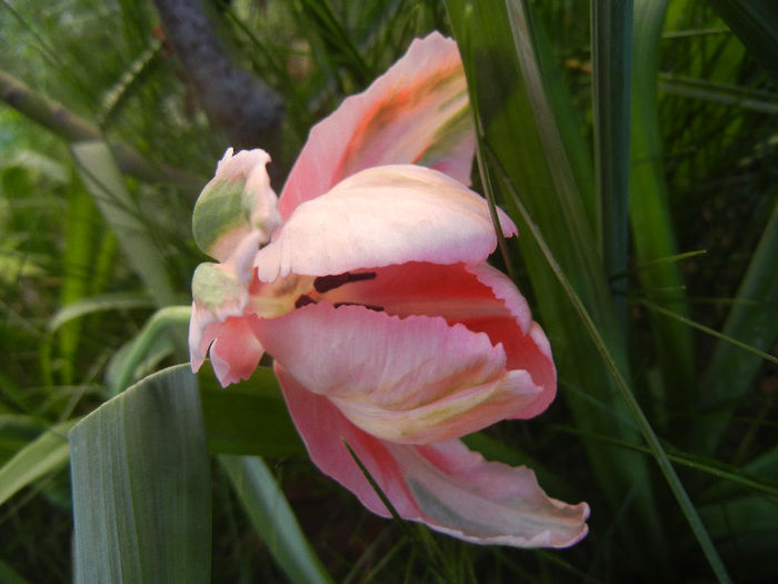 Tulipa Fantasy Parrot (2013, April 28) - Tulipa Fantasy Parrot