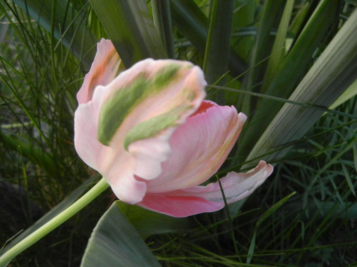 Tulipa Fantasy Parrot (2013, April 28)