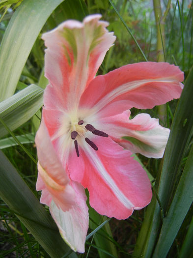 Tulipa Fantasy Parrot (2013, April 29)